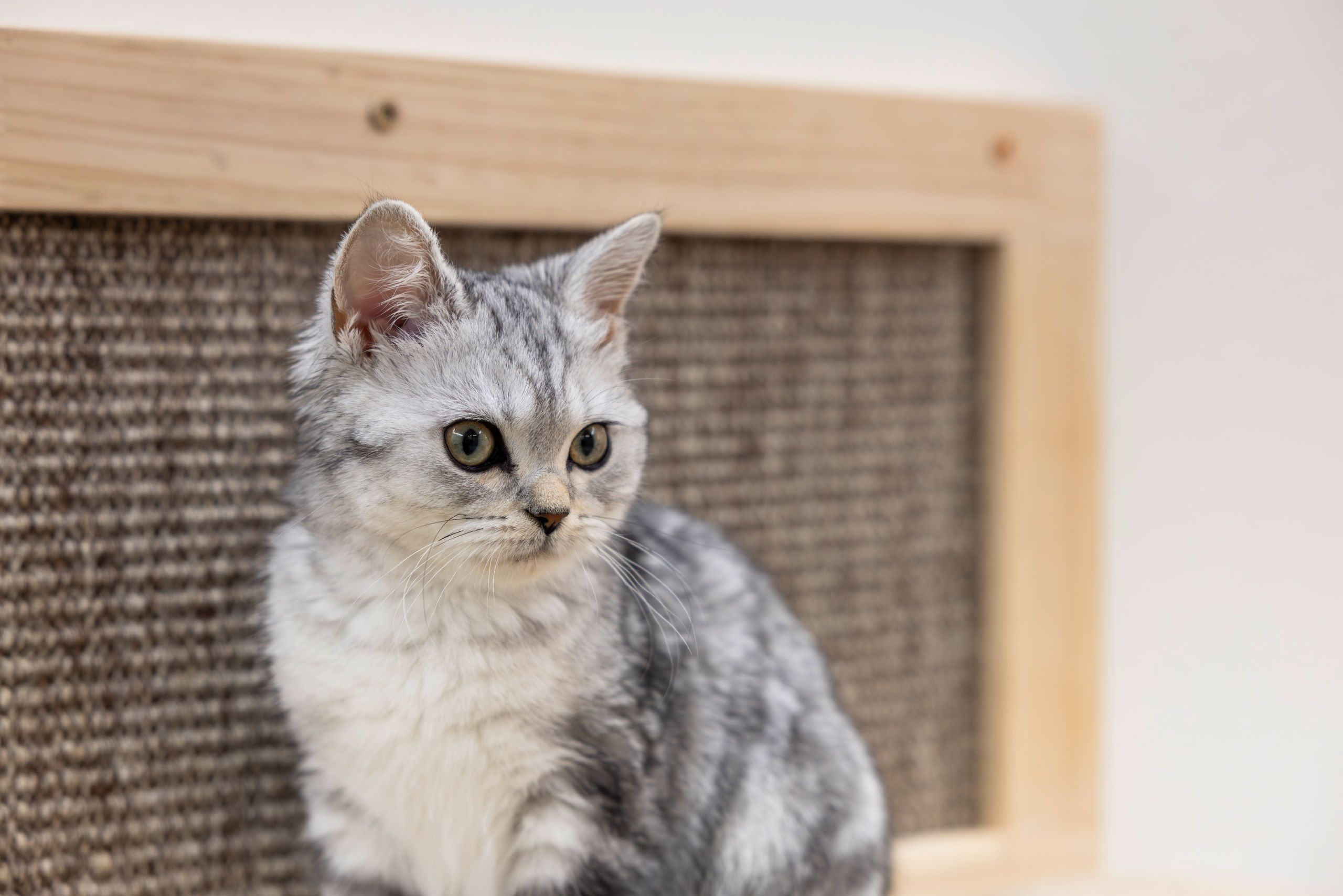 cat, kitten, gray, fur, eye