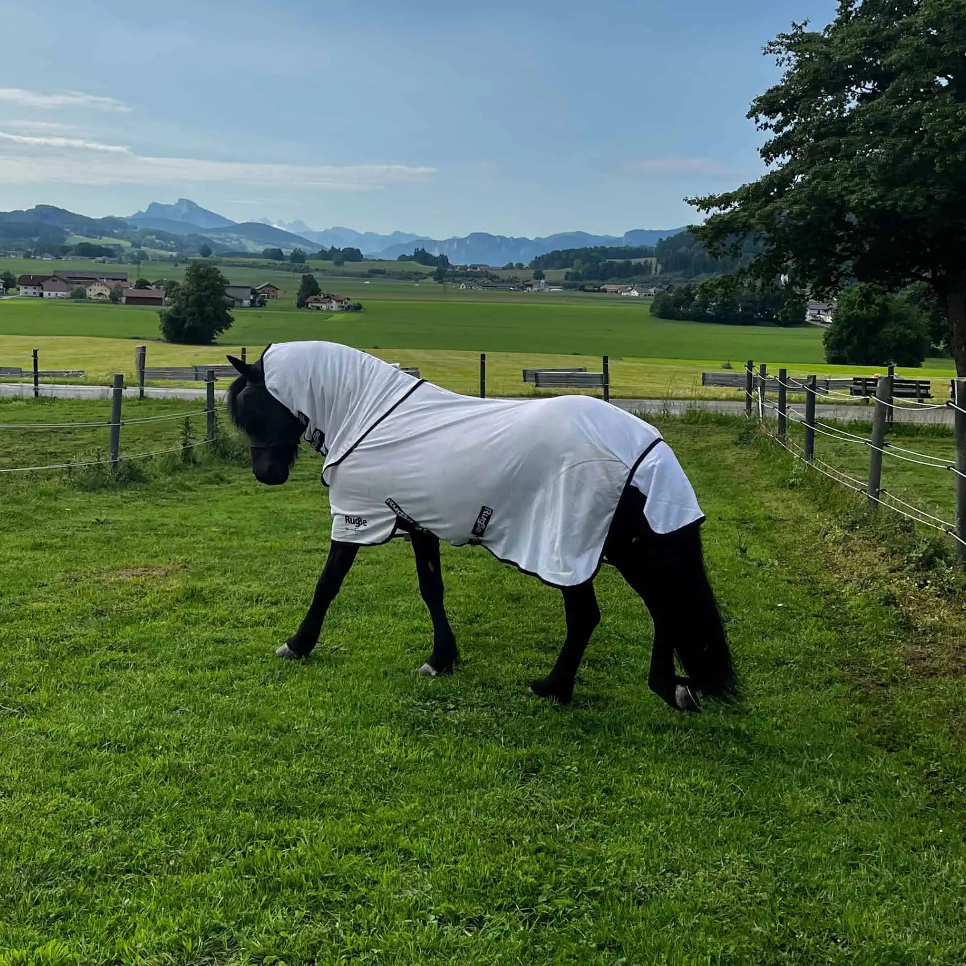 Covalliero RugBe SuperFly Horse Fly Rug with Detachable Neck, in use, in the paddock