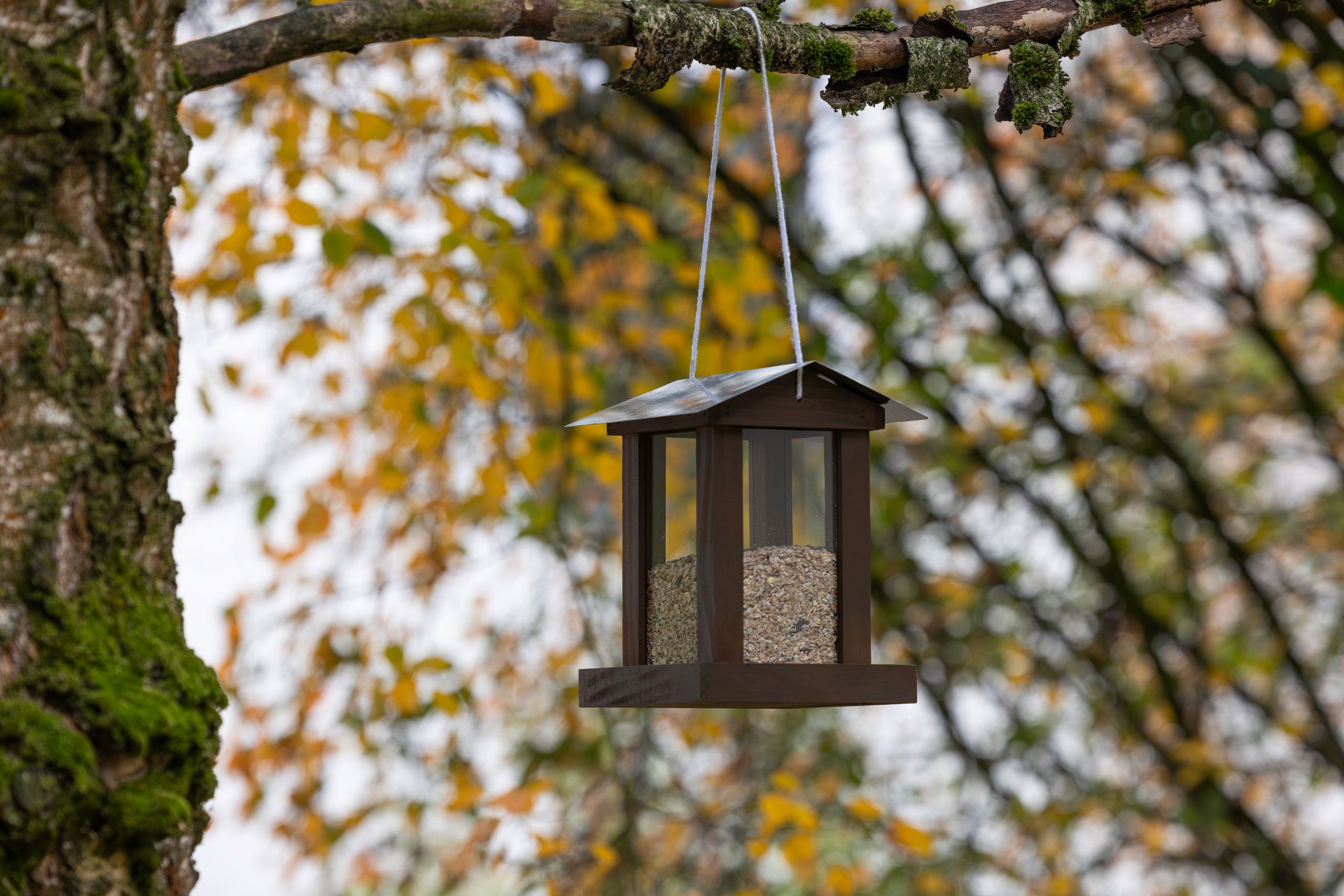 hanging lantern, bird feeder, wooden frame, glass panels, granite seed mix