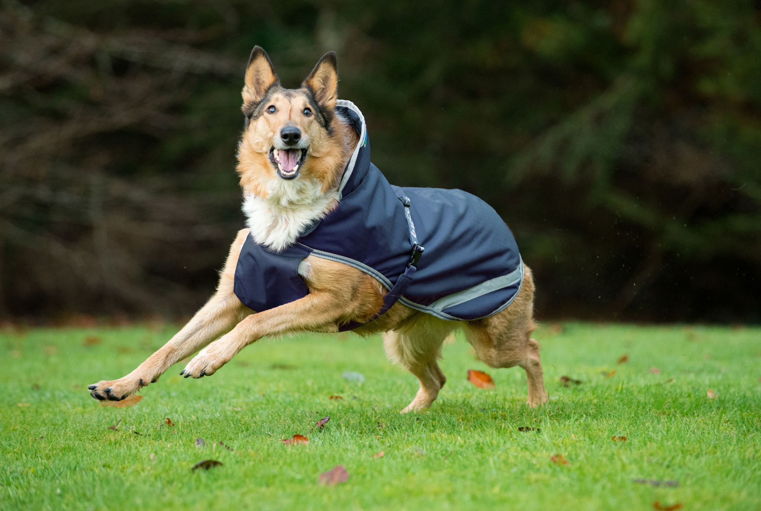 Bucas Freedom Dog Rug 50 Hundemantel wasserdicht, navy