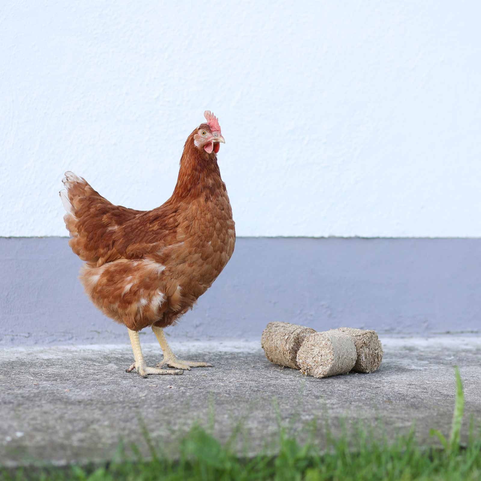 Kerbl Dinkelspelzenbriketts für Geflügel, 24 Stück im Karton, im Einsatz, auf der Weide