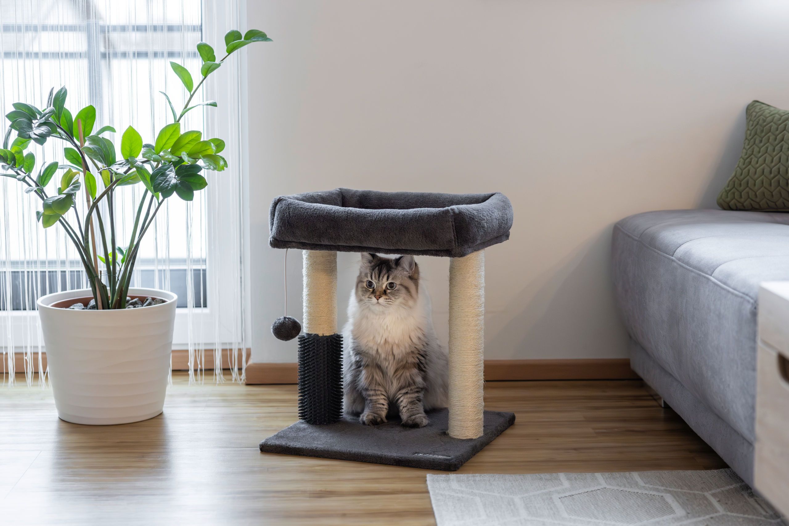 Katze, Katzenkratzbaum, Kratzmöbel, Tierbedarf, Wohnaccessoire