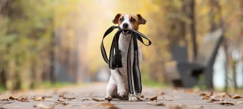 Dog Lead