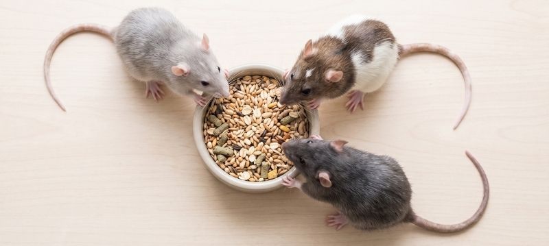 Rat Food
