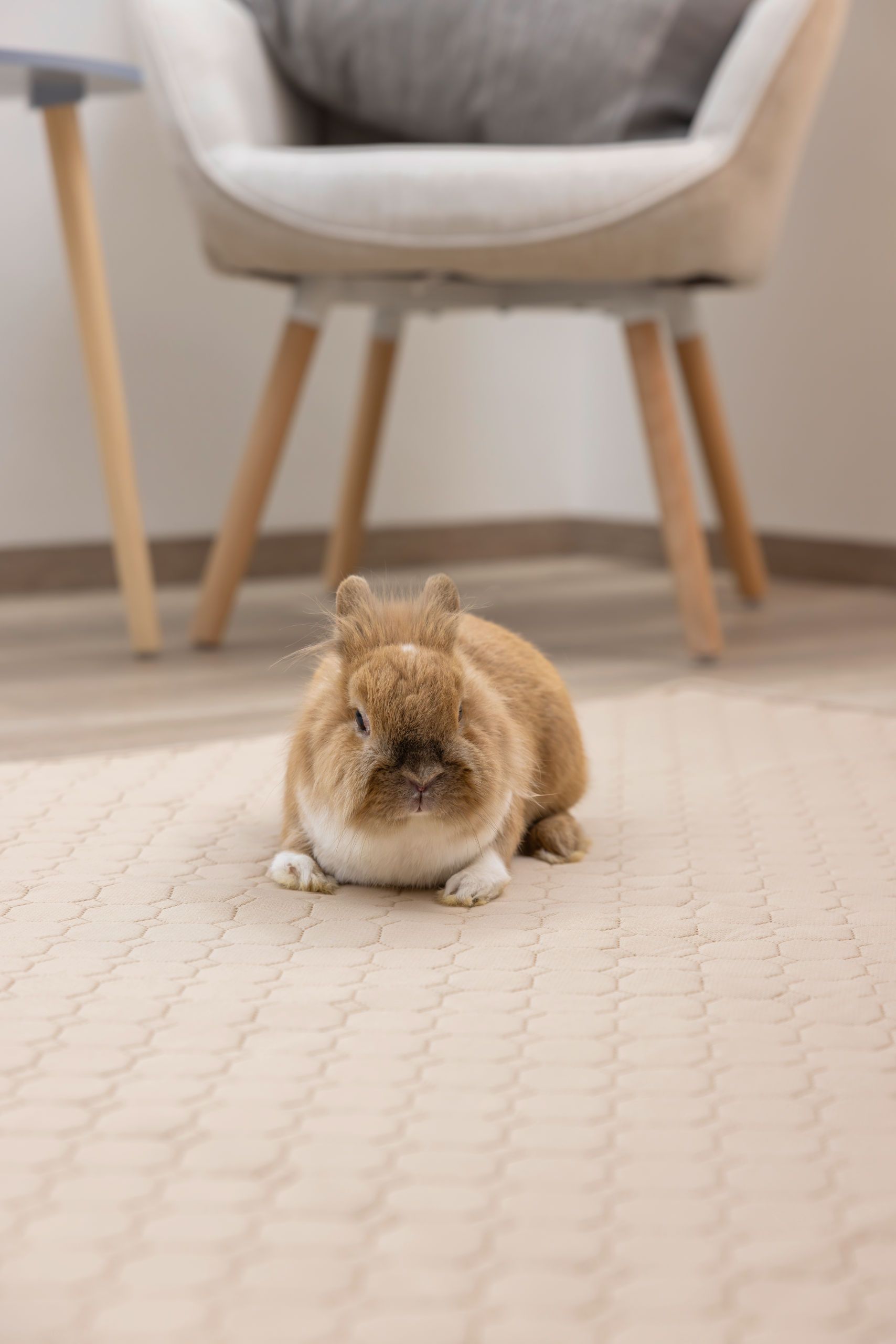 Tapis d'urine lavable Kerbl Pet, absorbant et antidérapant, en utilisation, en intérieur