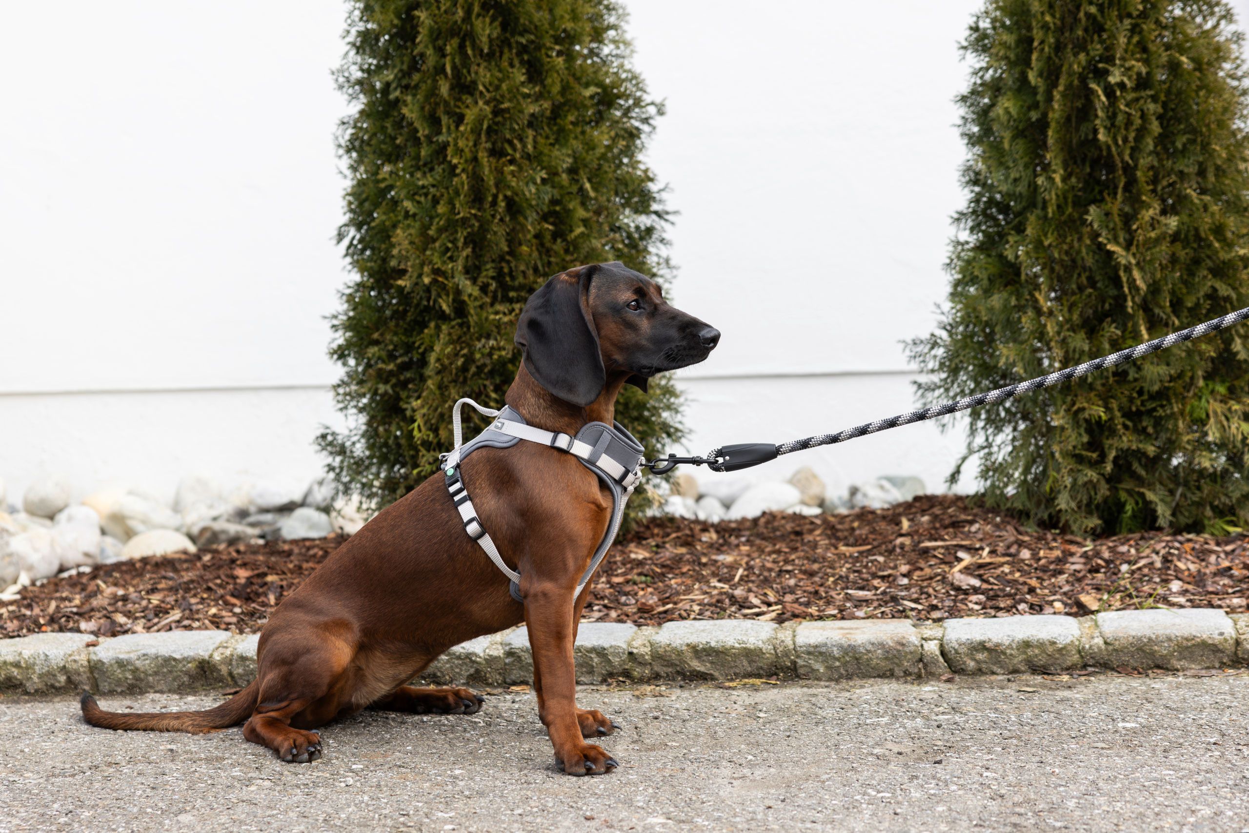 dog, leash, harness, brown, collar