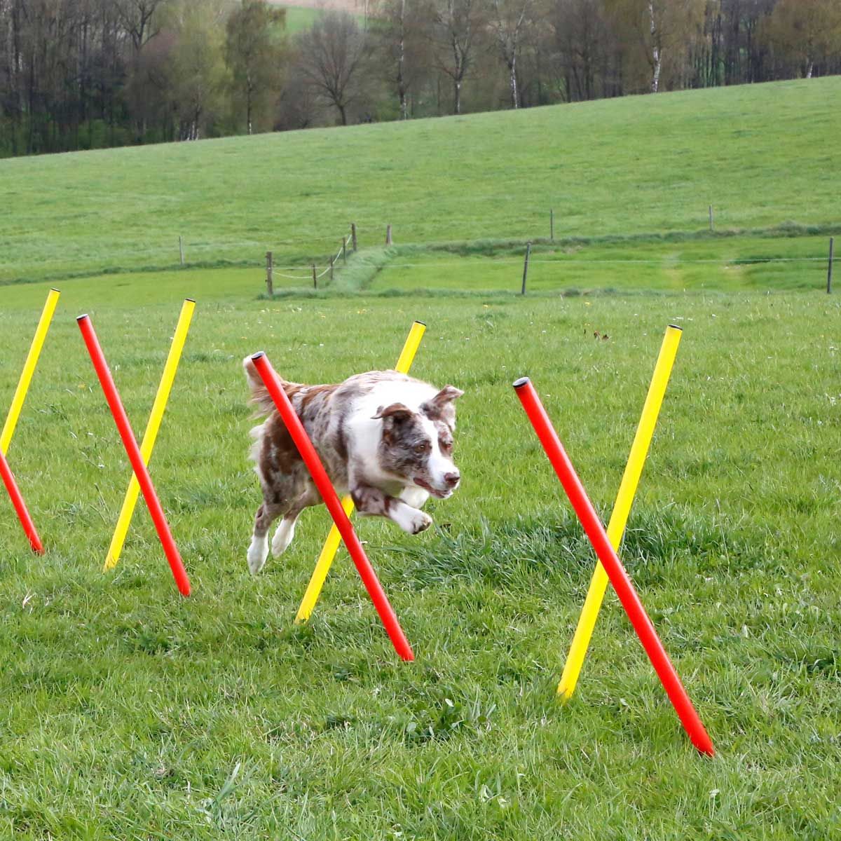 Kerbl Kit Agility Chien 3 Pièces, Anneau, Barre & Slalom, en utilisation