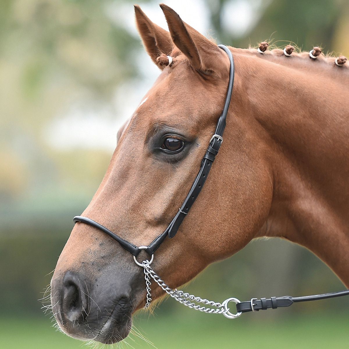 BUSSE Cycle de démonstration cob