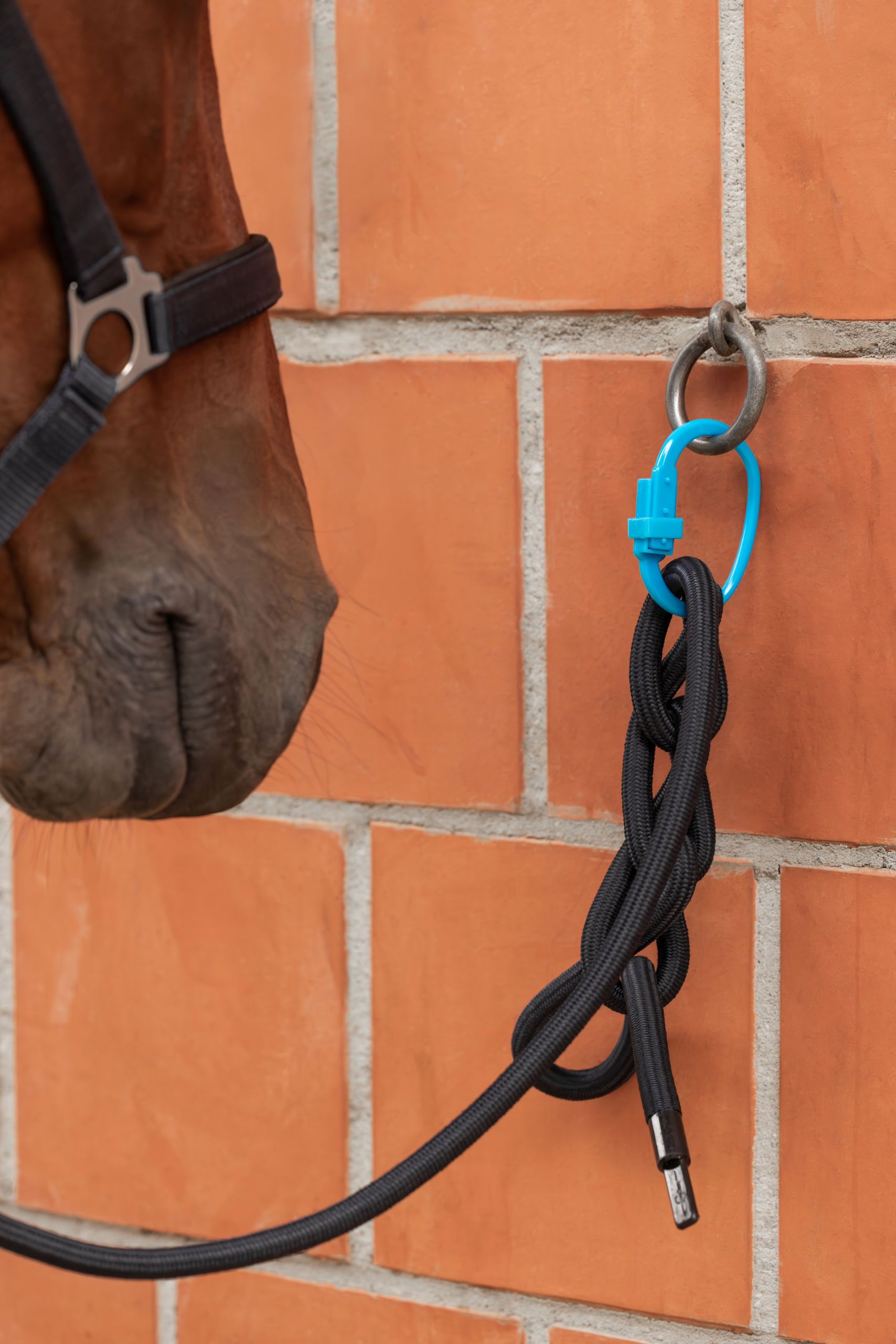 horse, horse halter, rope, lead, brick wall