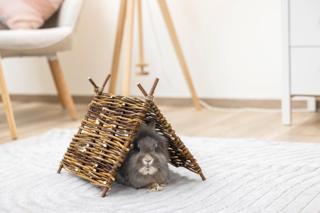 Kerbl Pet Tipi Nature pour rongeurs, cachette douillette 37x27 cm, en utilisation