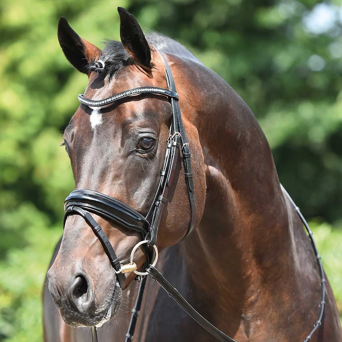 BUSSE Trensenzaum MASSA