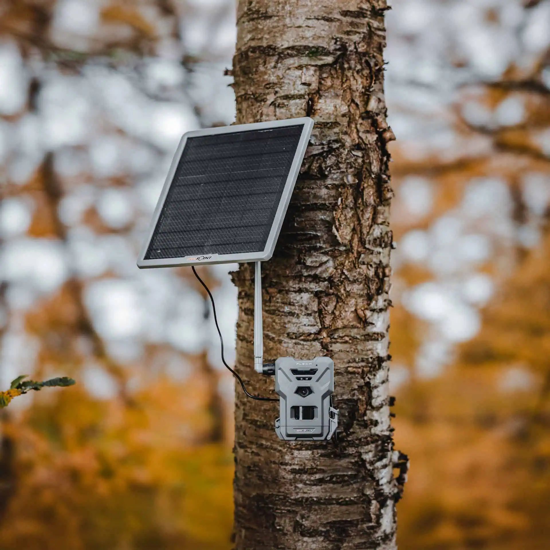 Spypoint Wildkamera Solar Flex-M & Solar-22 Set, 28 MP, im Einsatz
