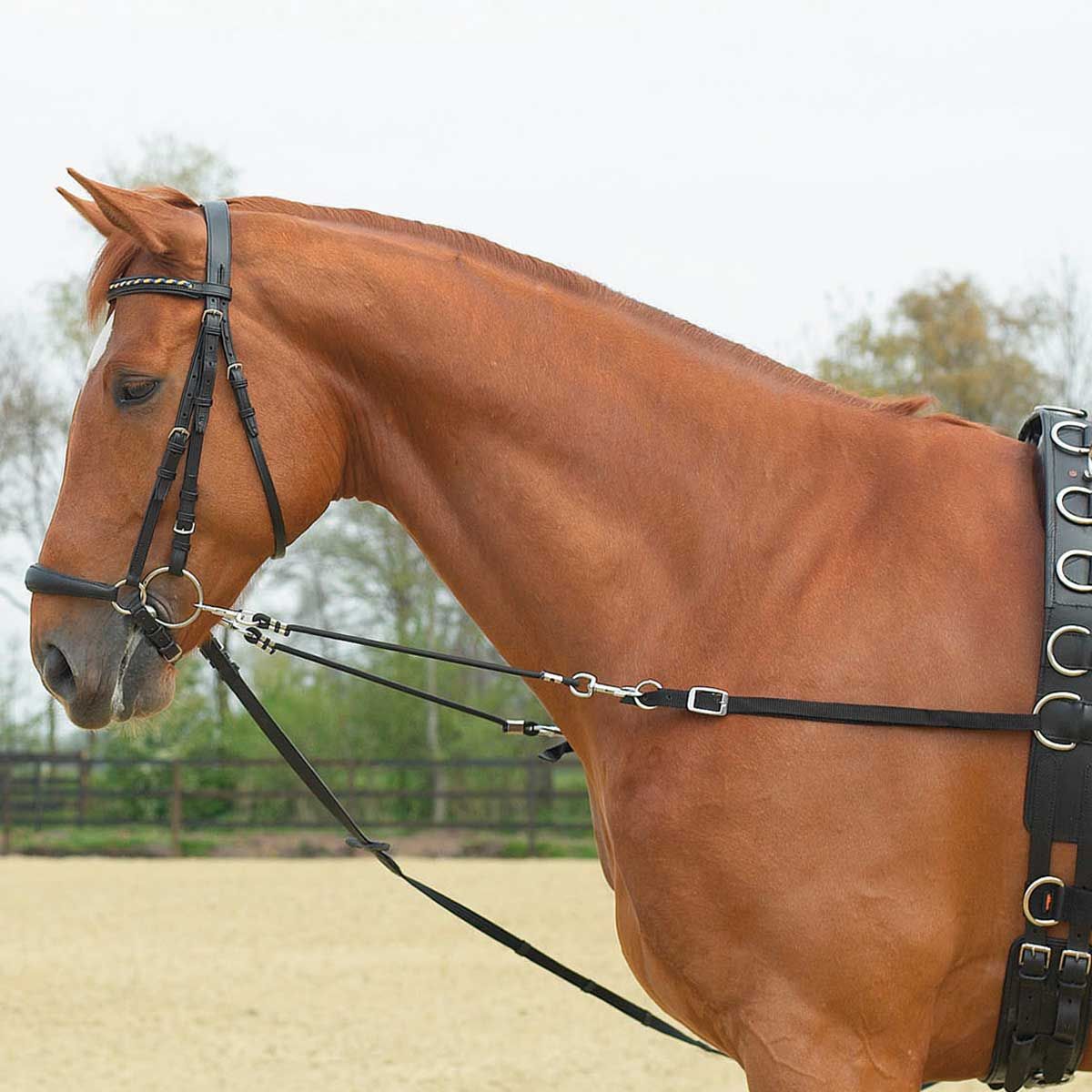 BUSSE Attacher les rênes élastiques