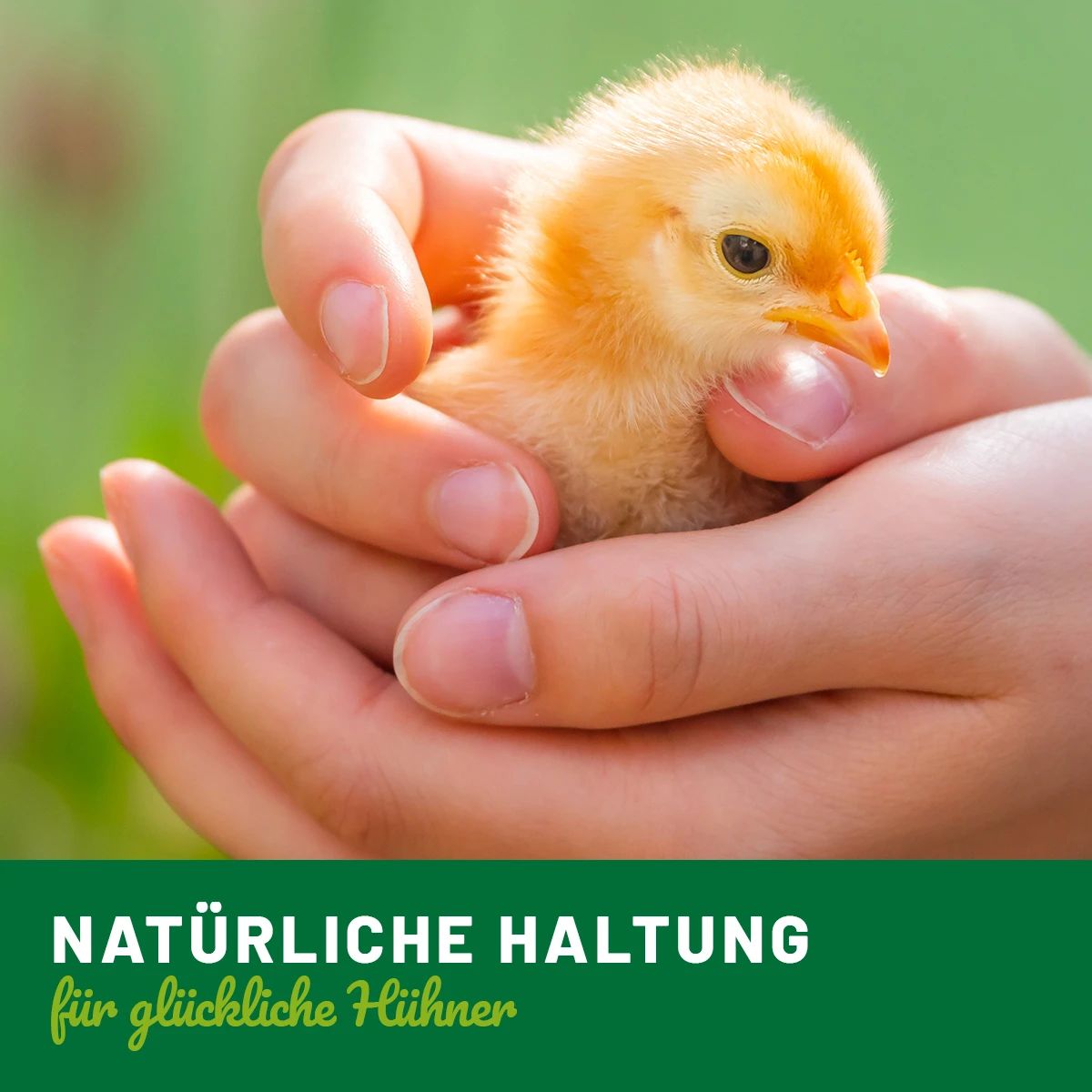 Hühnerland Kvalsterspray för kycklingar 1 L, illustrationsbild, i handen