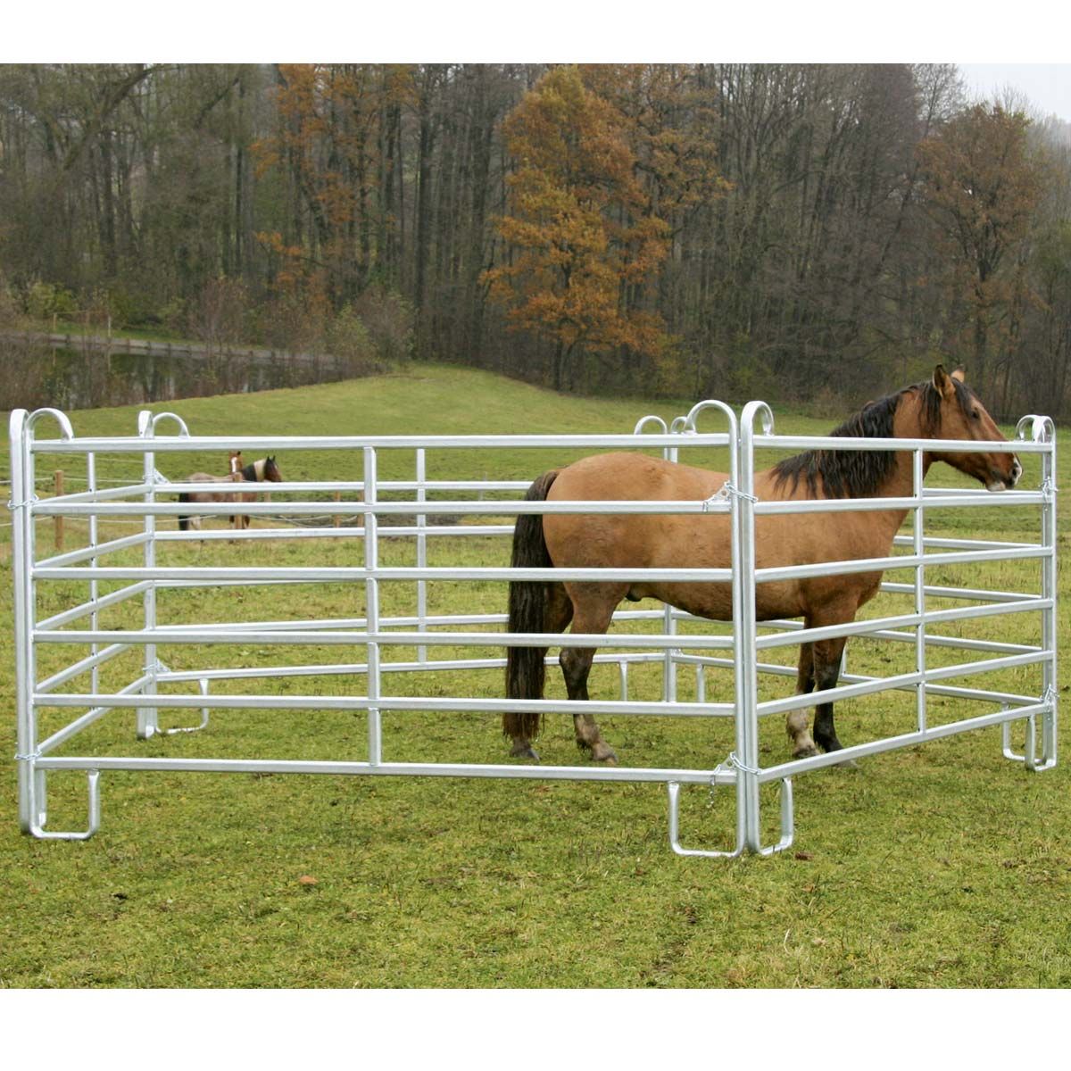 Weidepanel Set Longierzirkel groß Ø 17 m, im Einsatz, auf der Weide