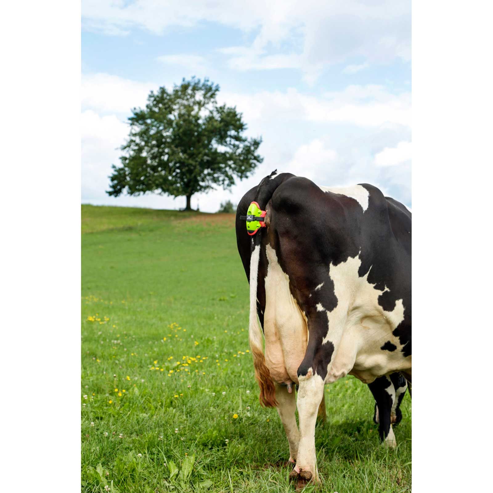 Détecteur de vêlage Kerbl MooCall pour vaches, GSM, en utilisation, au pré