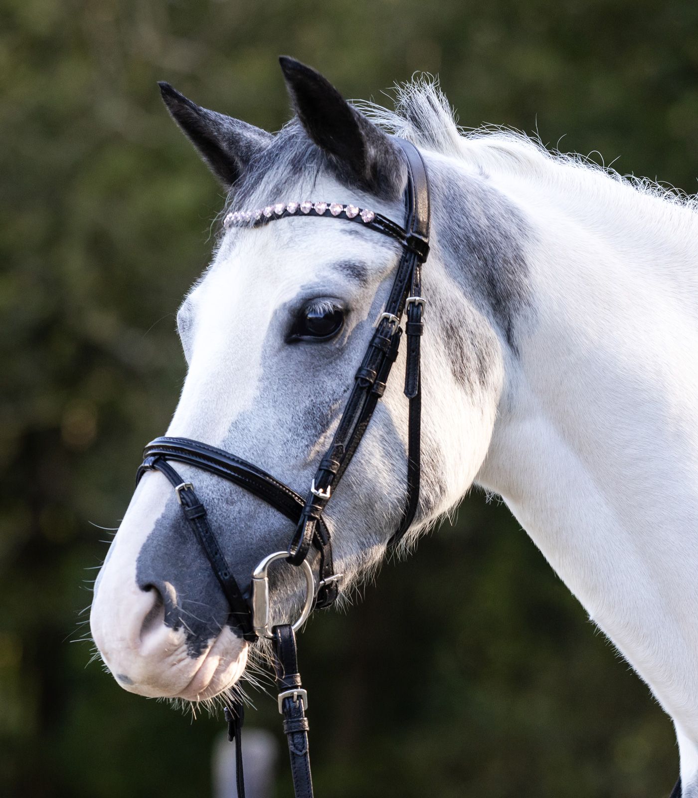 Waldhausen Briglia Happy Hearts, per Shetland & Pony, Nero, vista laterale