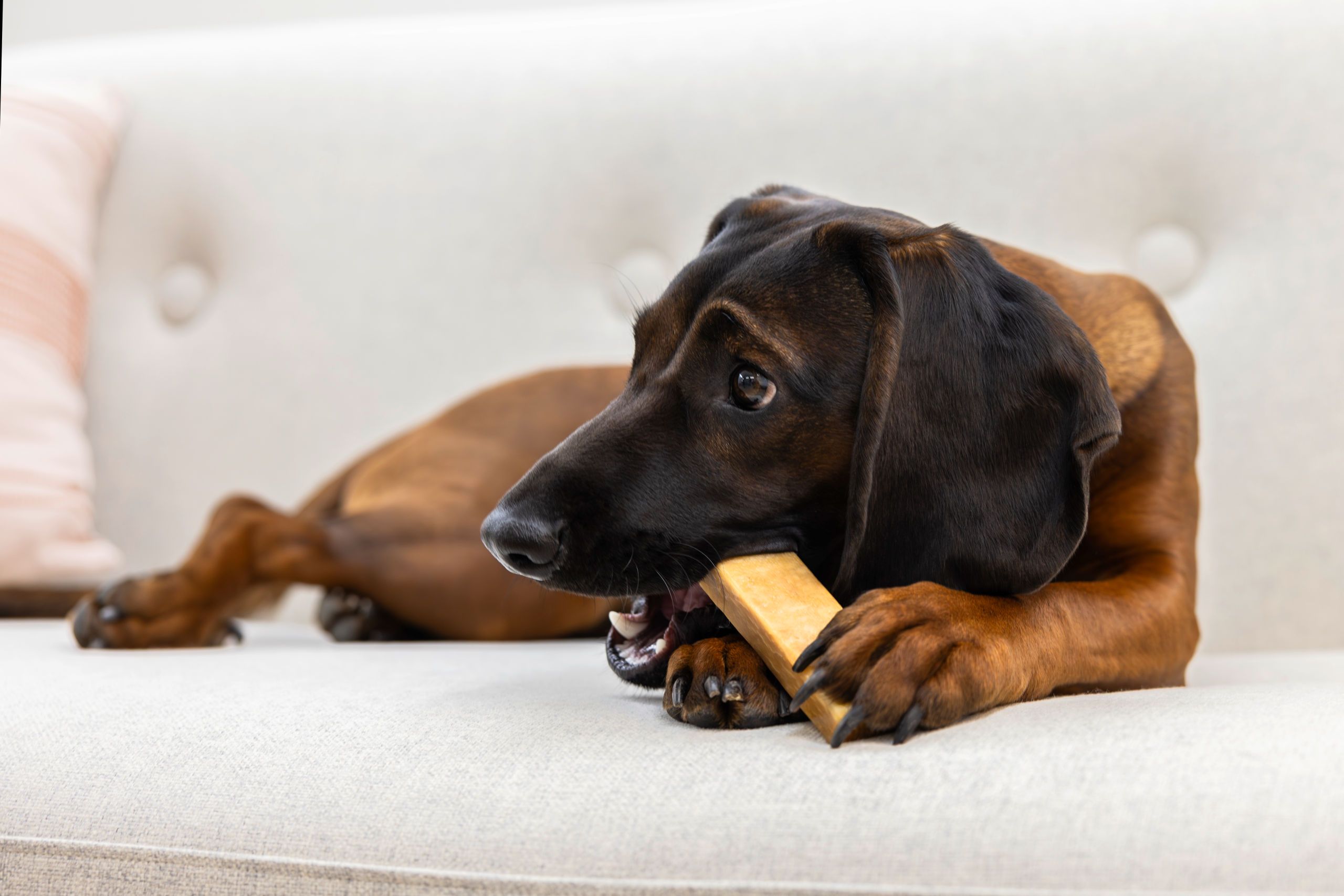 dog, chew bone, puppy toy, brown, pet accessory