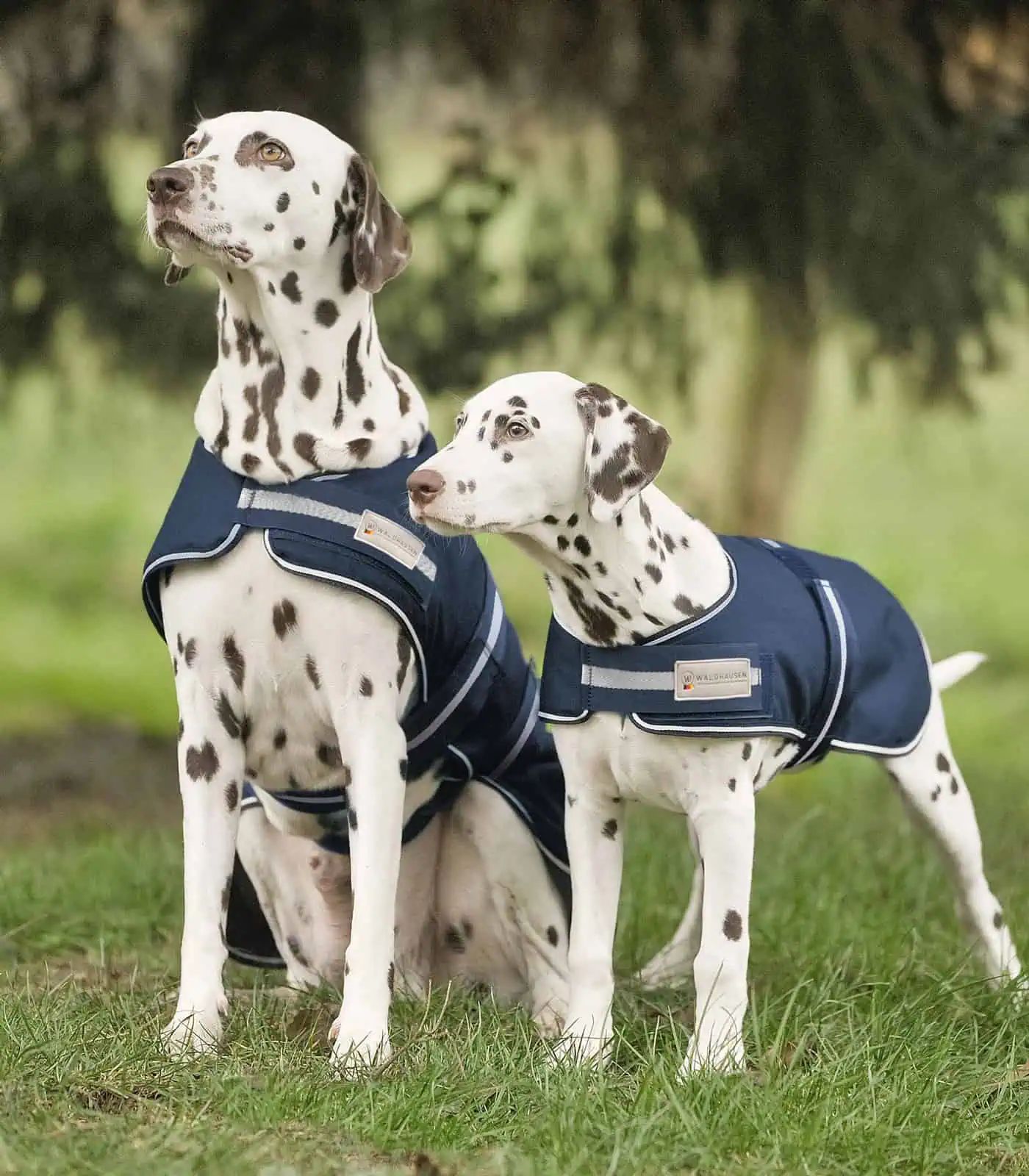 Waldhausen Hunde Regendecke, marine, 35 cm