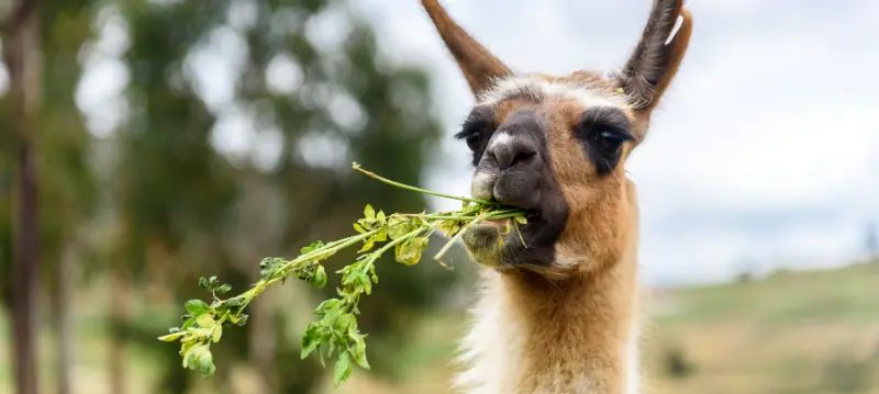 Aliments pour lamas
