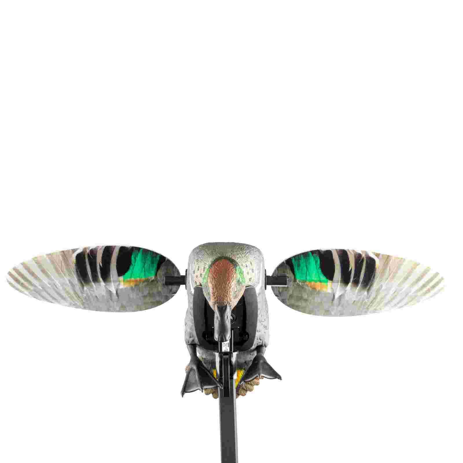 Mojo ES Green Wing Teal Vogelattrappe, Vorderansicht