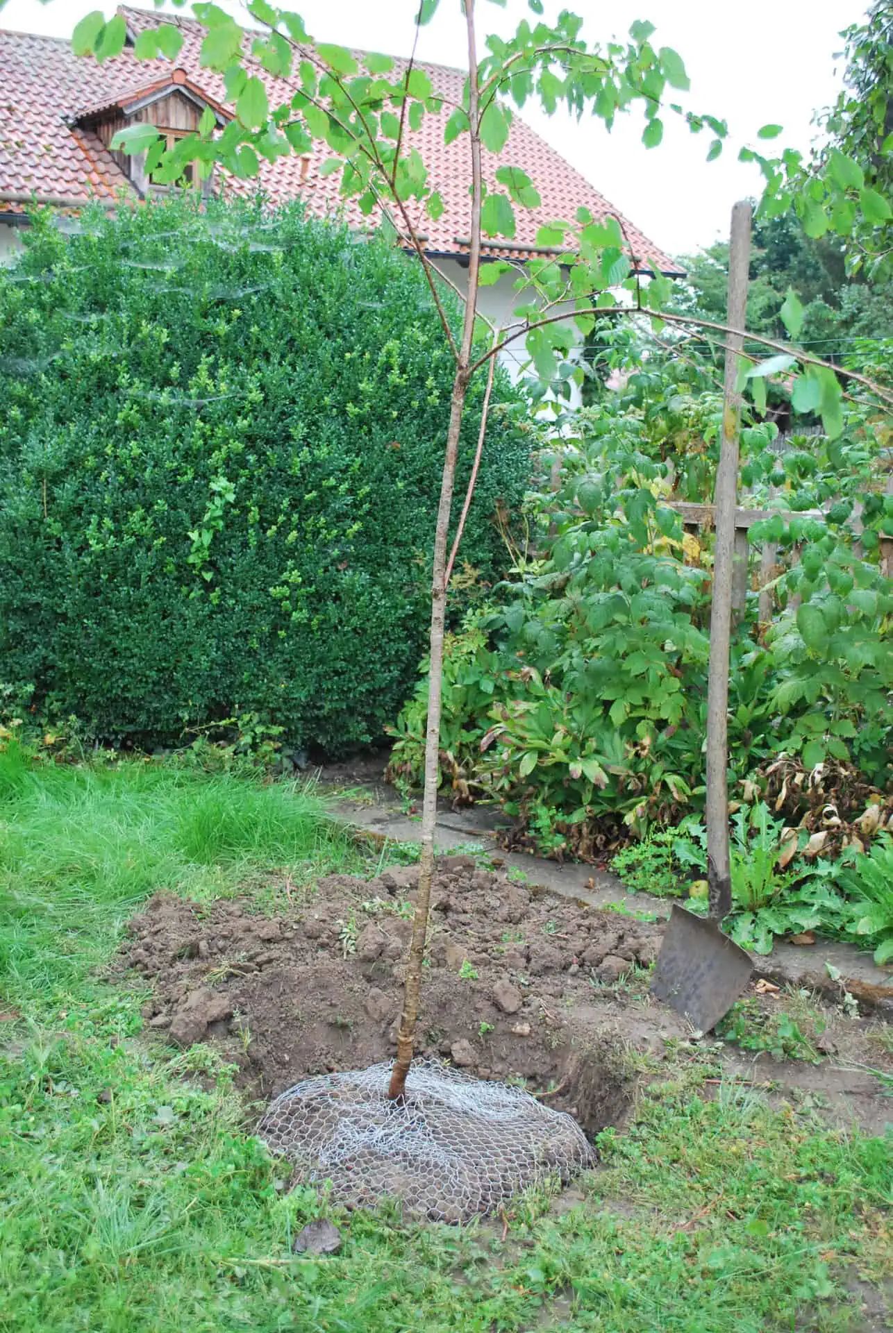 Frisch gepflanzter Baum mit Drahtgeflecht um den Wurzelballen im Garten