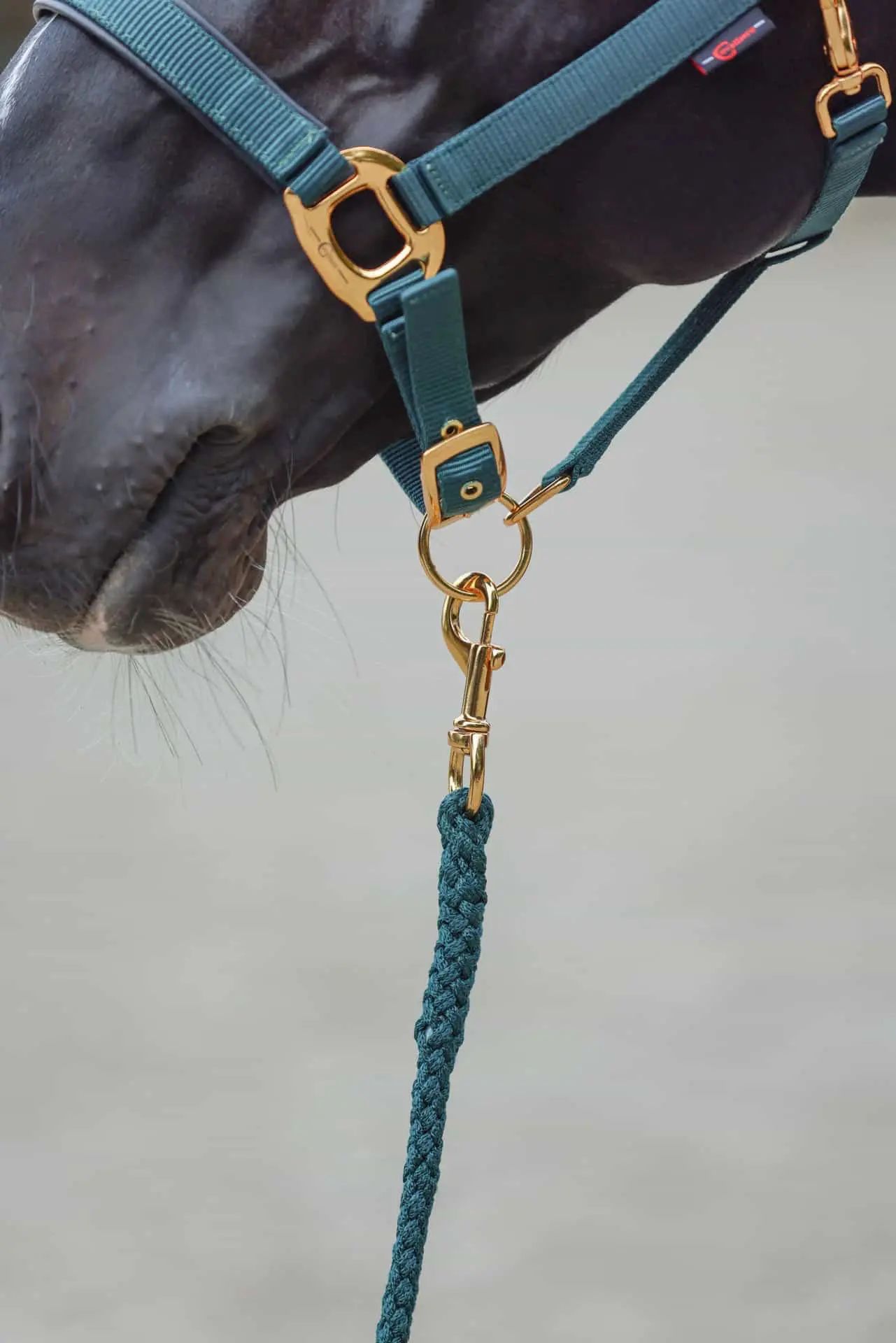 Covalliero TopLine Lead Rope, Sturdy Design, Snap or Panic Hook, Matches Halter, in use, closure