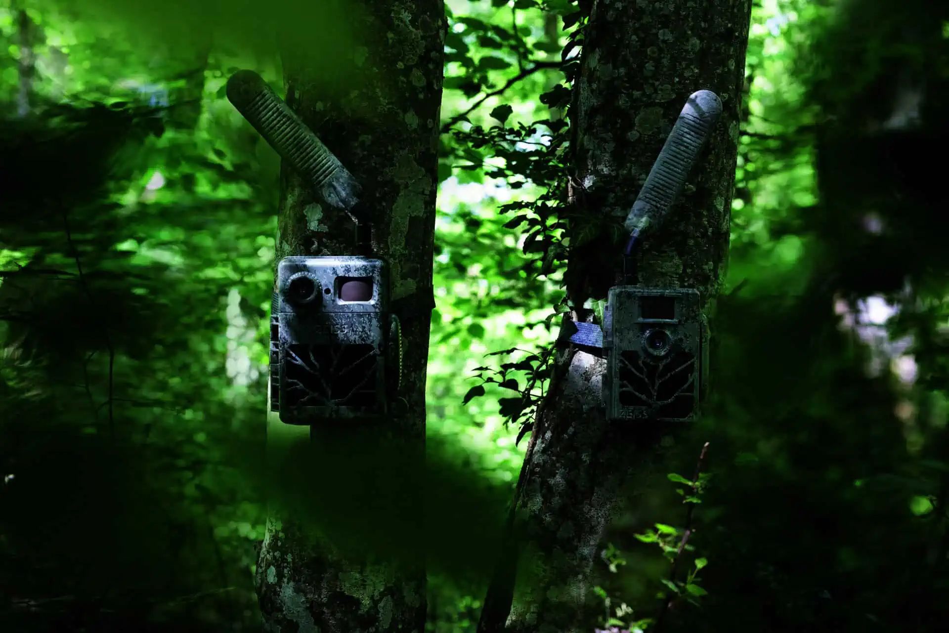 Caméra de chasse Zeiss Secacam 5 Twin Pack, 2 caméras, LTE, en utilisation