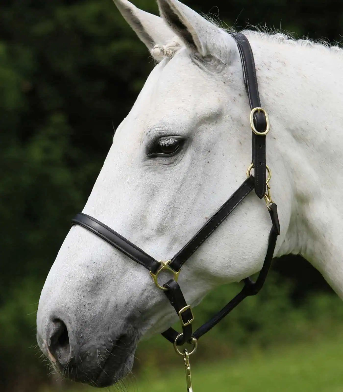 STAR Lederhalfter Robust, Pferd, schwarz, vermessingte Beschläge, Warmblut/Full
