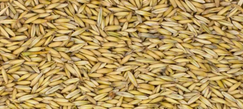 Horse Feed Raw Materials