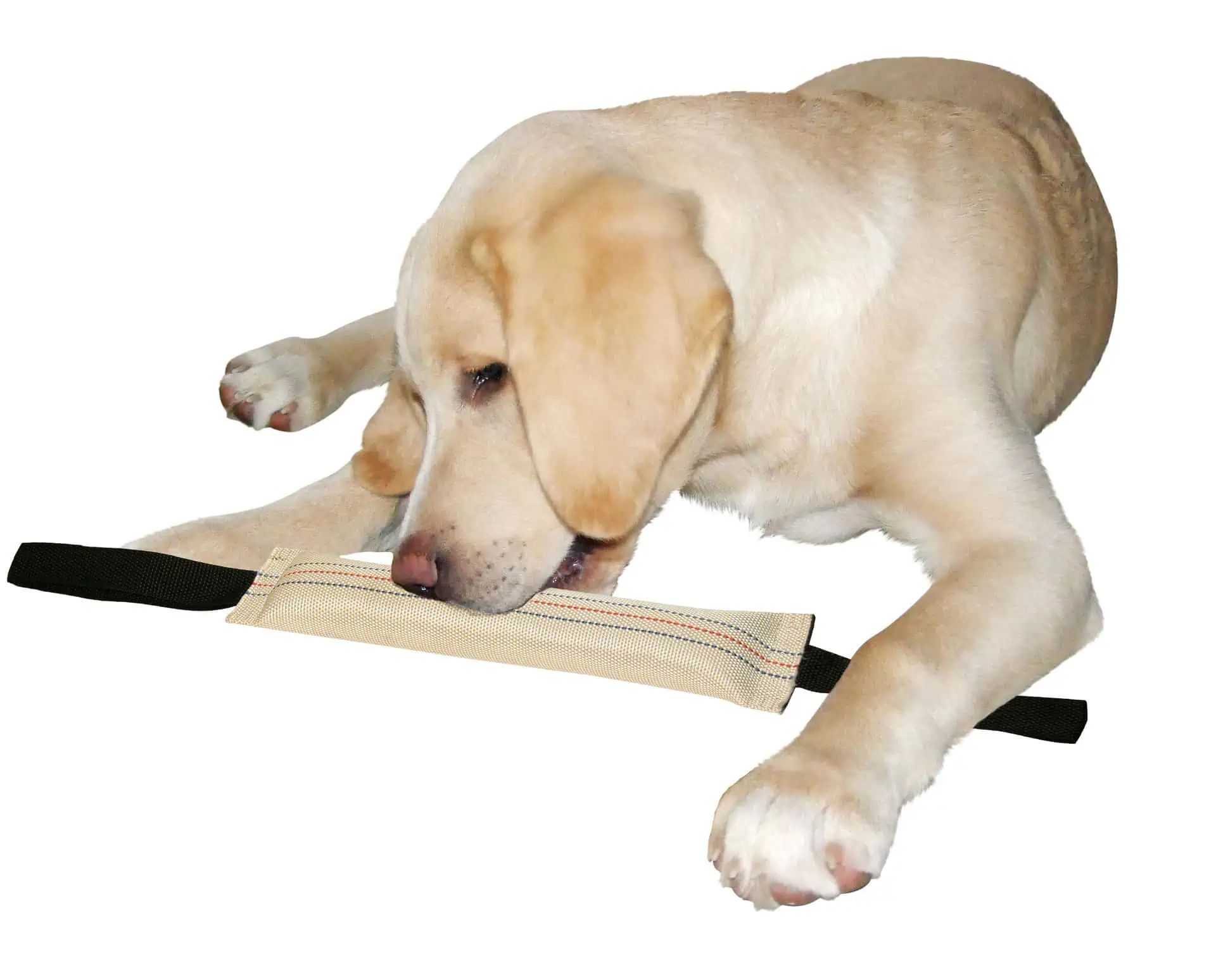 Kerbl Training Dummy Floatable 31 cm, Fire Hose Material for Dogs, in use