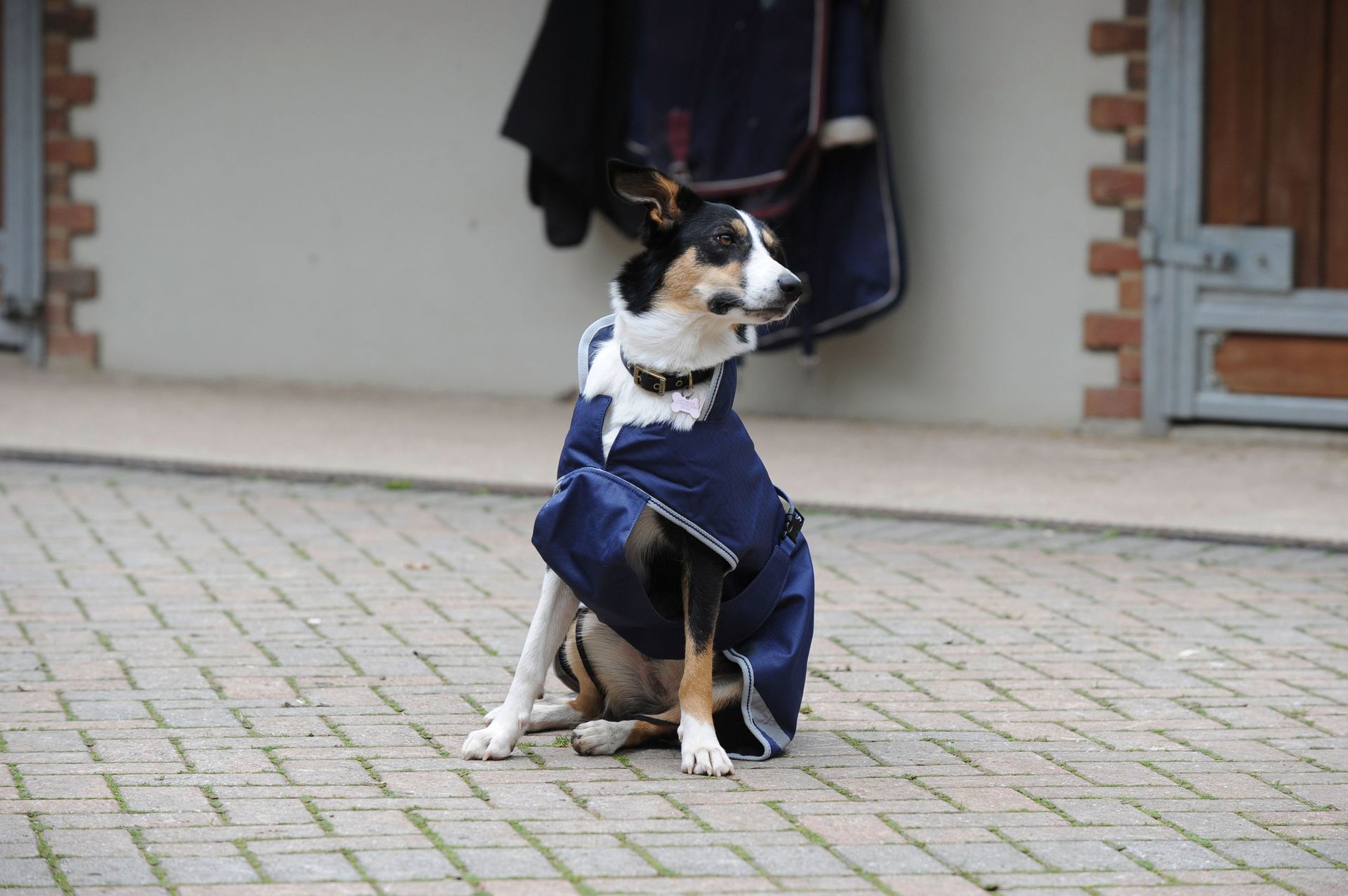 Bucas Freedom Dog Rug 50 Palton pentru câini impermeabil, bleumarin, în utilizare