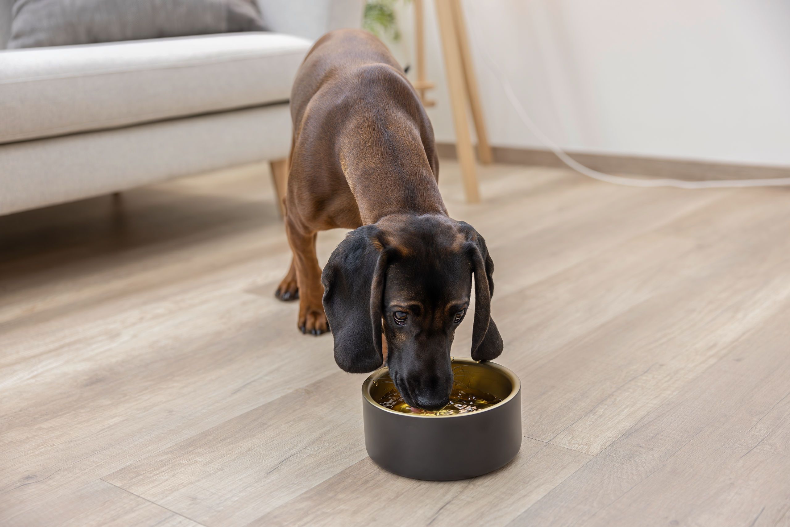 hund, tier, wasserschüssel, braun, innenraum