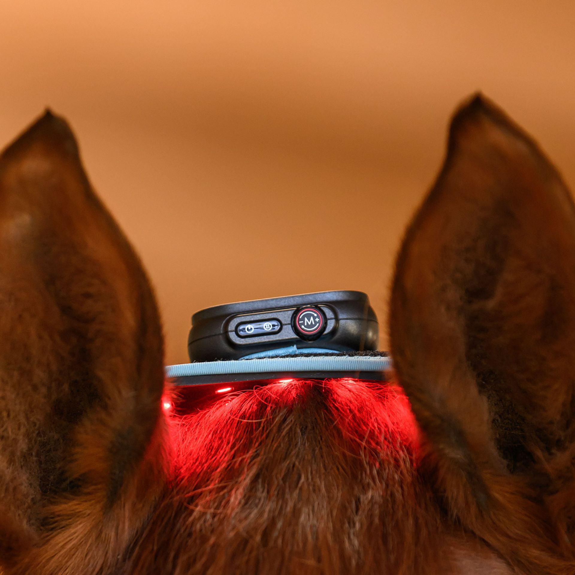 Hundehalsband, LED-Licht, rote Lichter, auf dem Kopf, verstellbares Halsband
