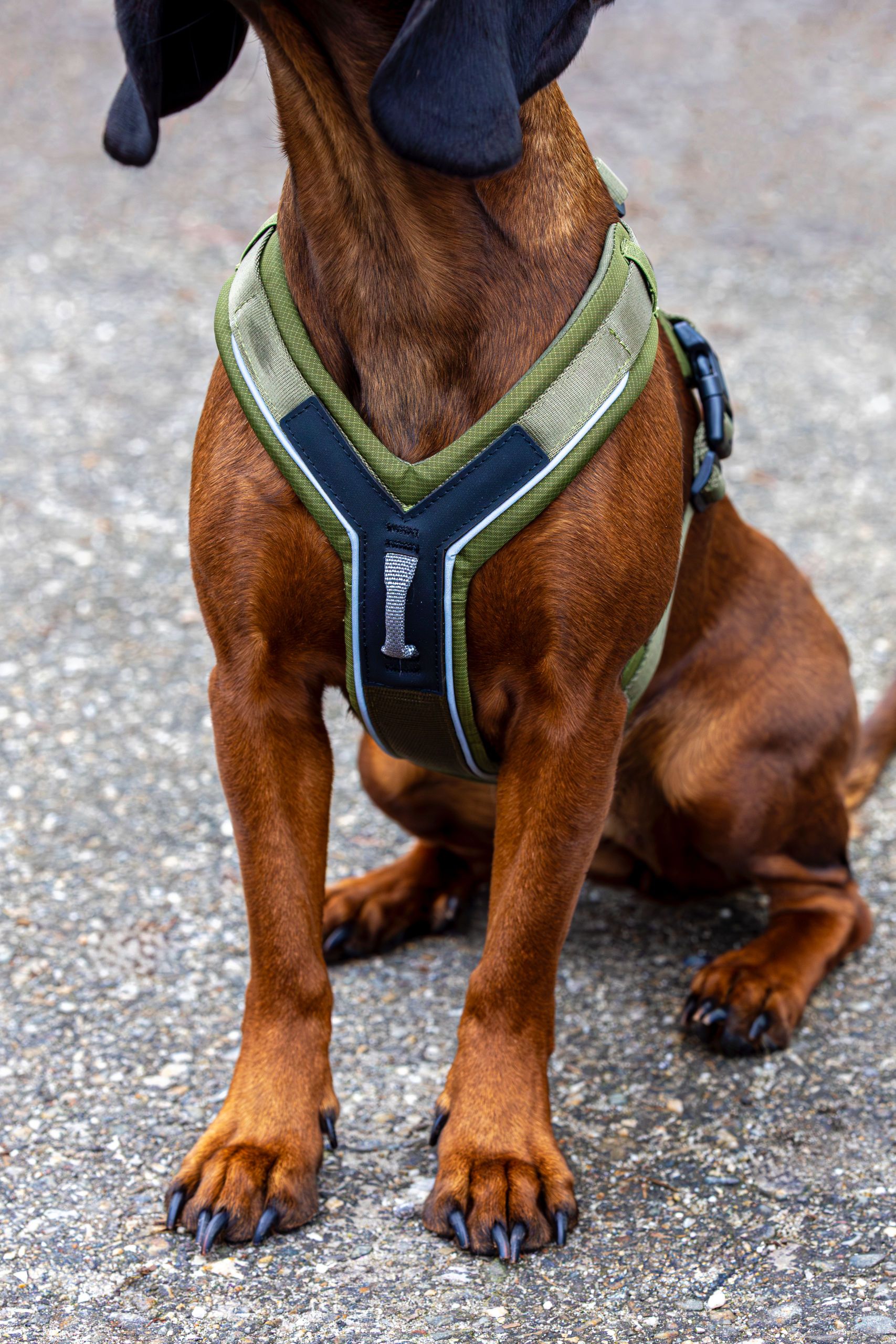 Kerbl Pet Dallas Hundegeschirr Y-Form gepolstert, 2 Anleinpunkte