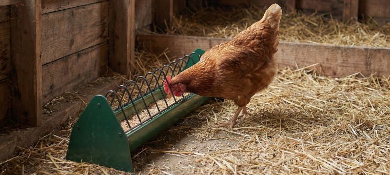 Poultry Troughs