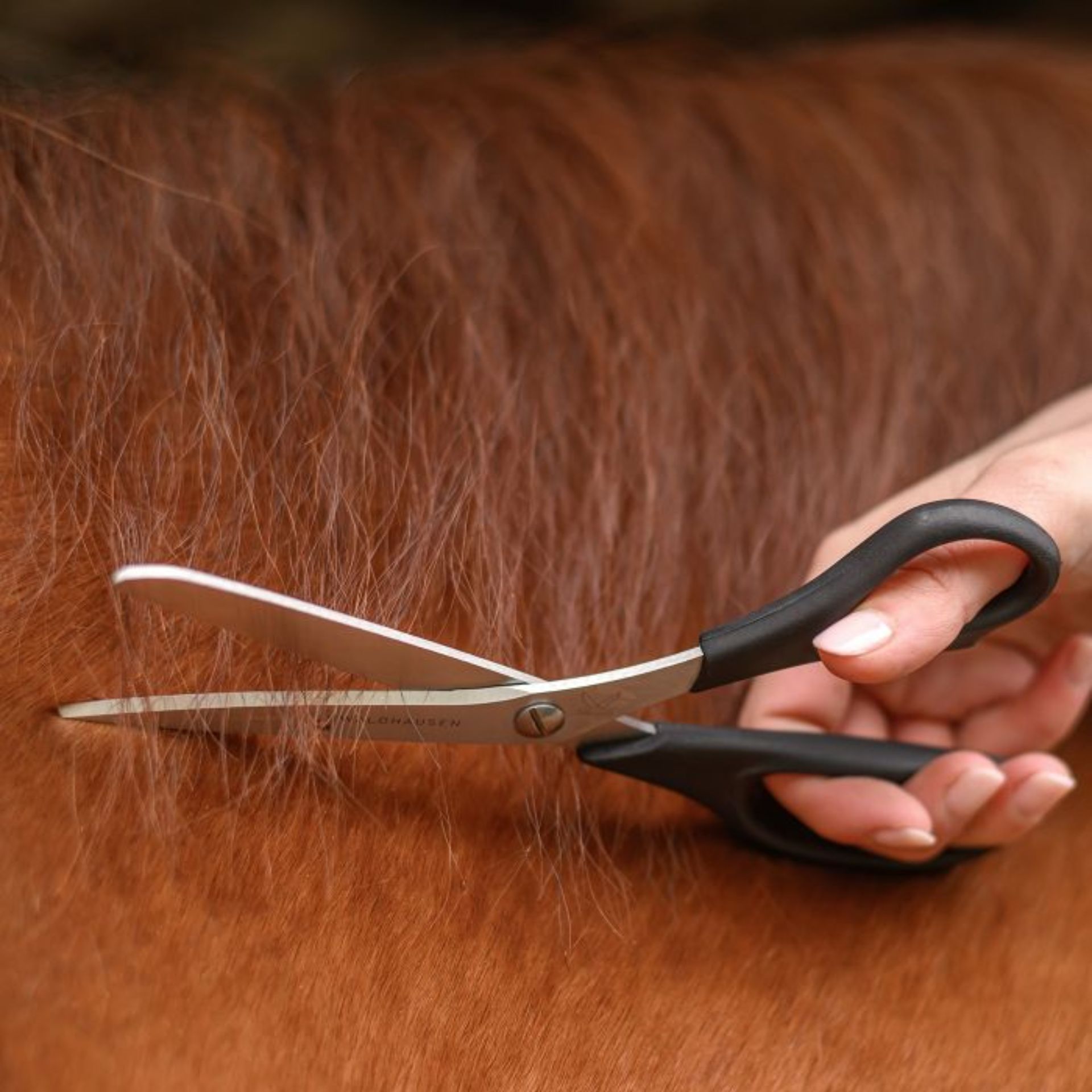 scissors, pet grooming, shears, blade, black handle