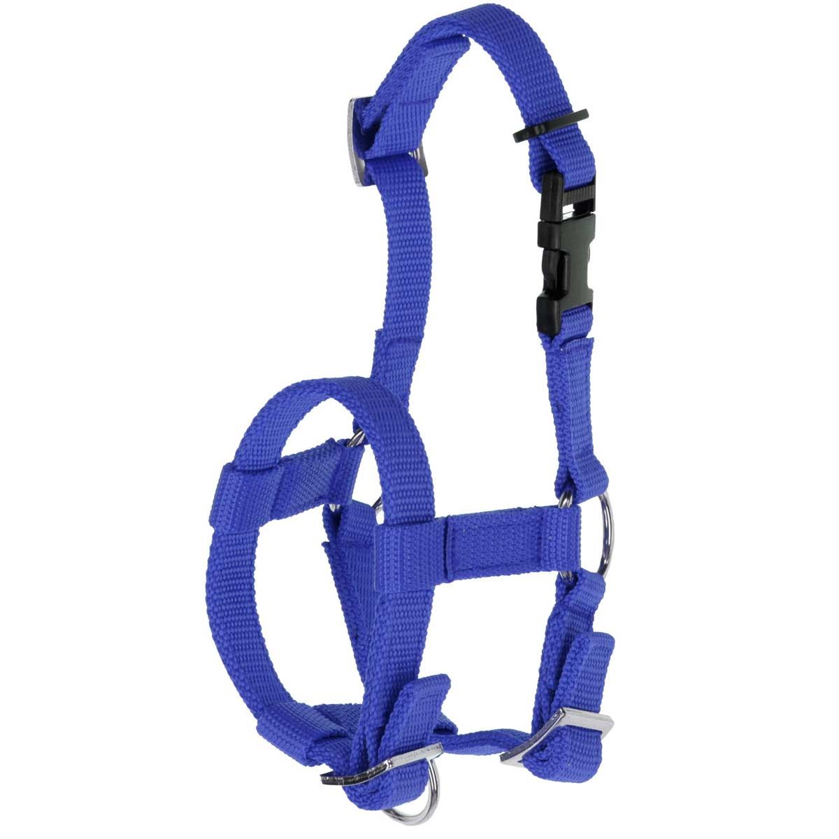 Licol en alpaga bleu