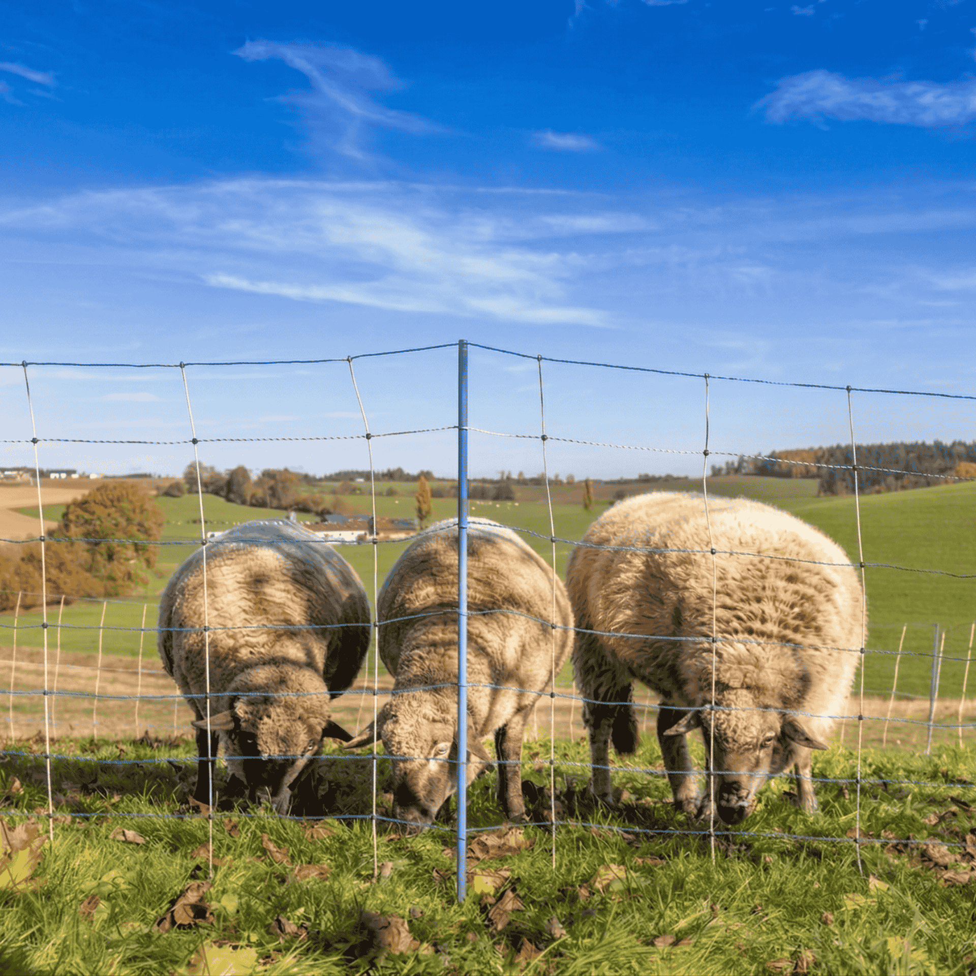sheep, pasture, fence, flock, rural