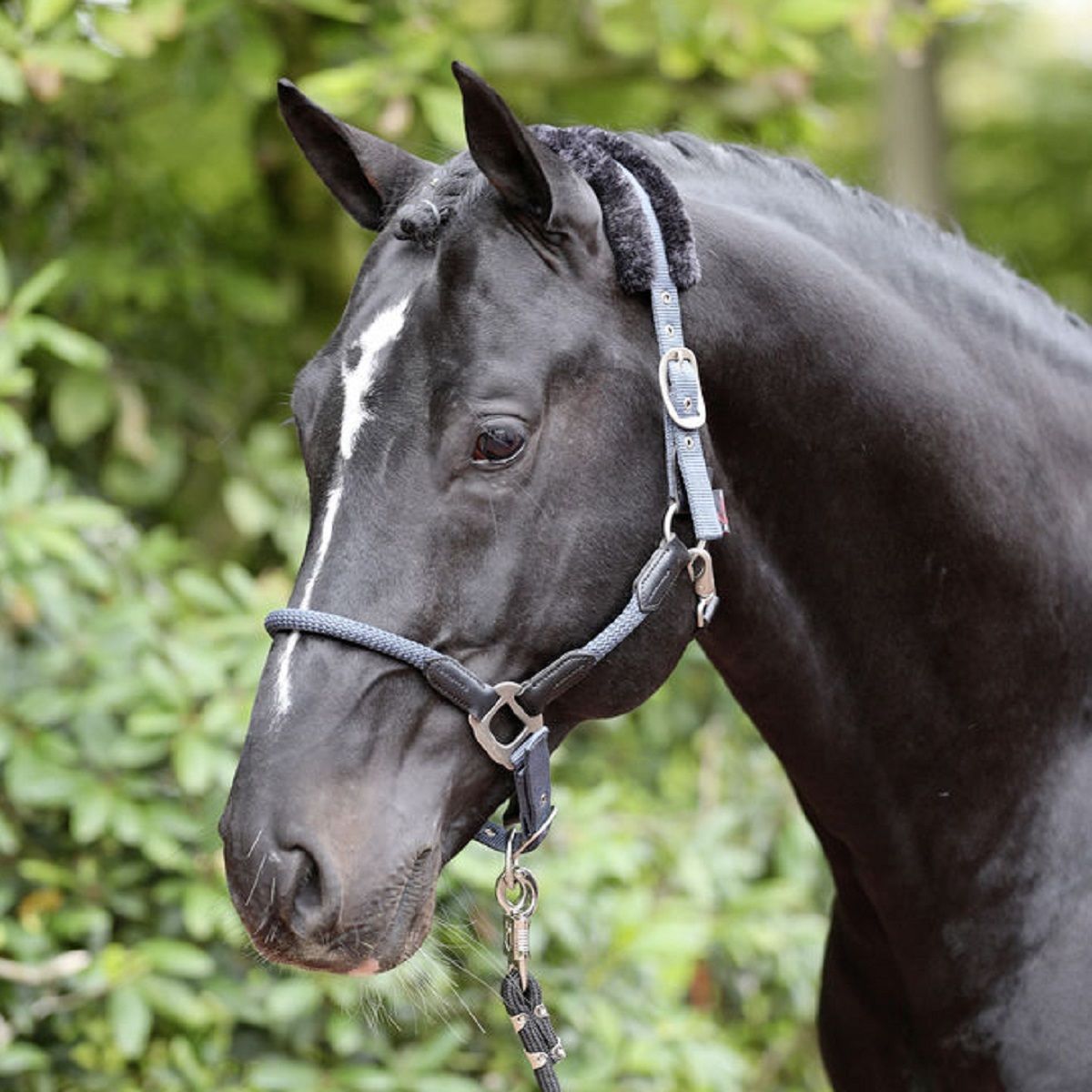 Covalliero Cordano kötőfék lovaknak, füstös kék, csatos állítással, Pony