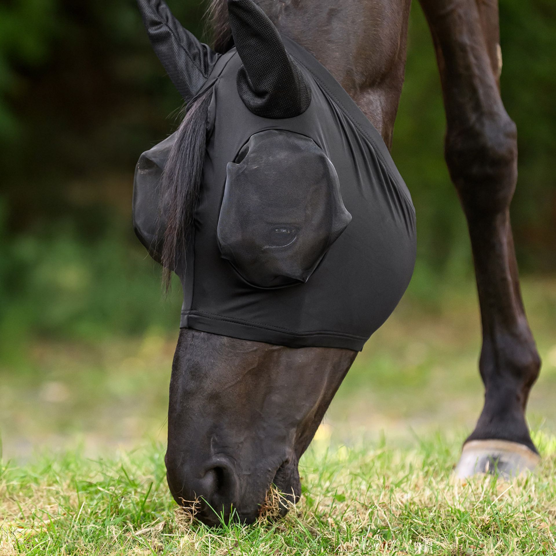horse, horse blanket, fly sheet, horse rug, black