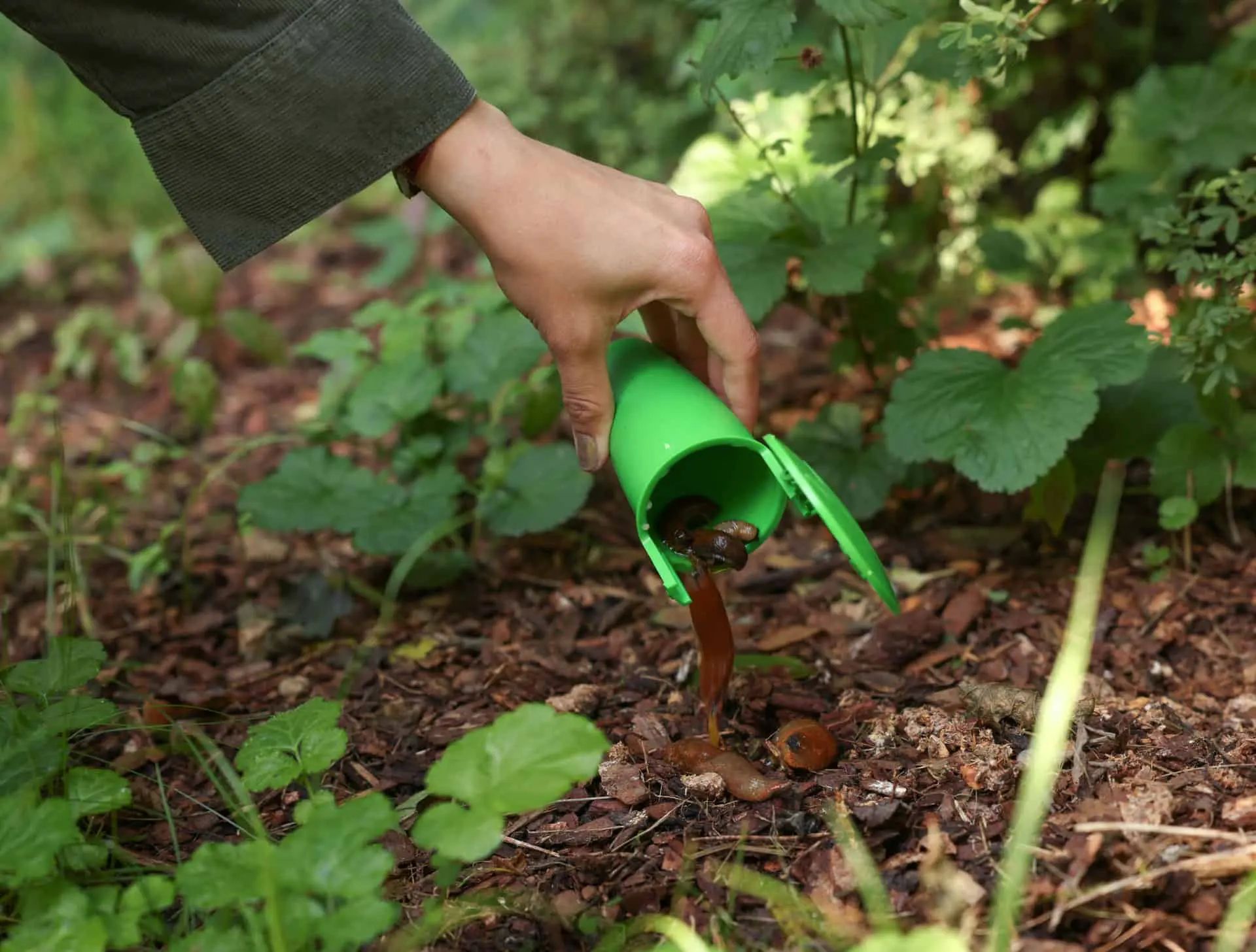 Piège à limaces CIT SnailBowl, piège à bière sans poison pour le jardin, en utilisation, dans la main