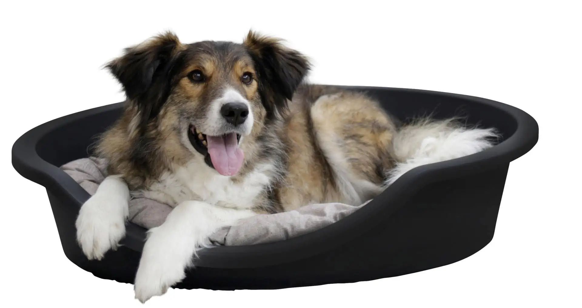 Kerbl Cuccia per Cani Dreamer, Plastica Riciclata, Antiscivolo, in uso