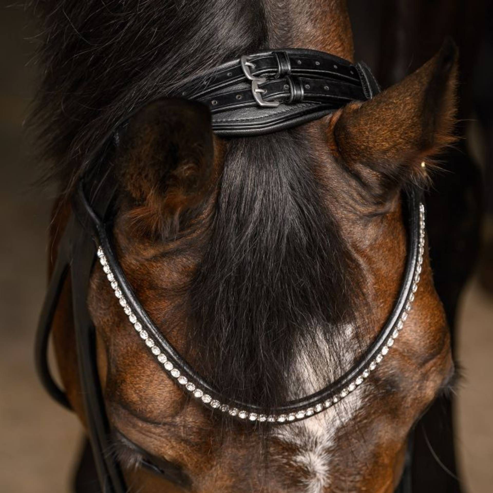 horse, bridle, neck strap, riding gear, headstall