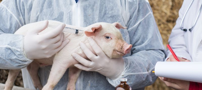 Veterinärförnödenheter För Grisar