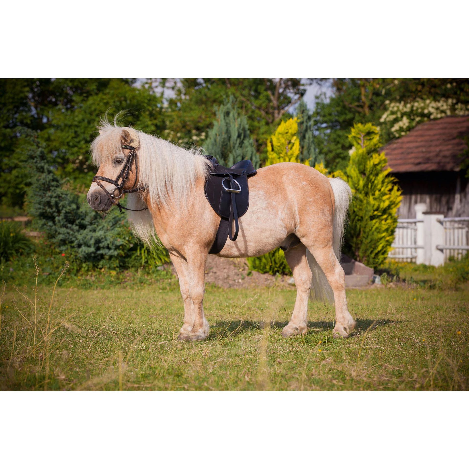 Set sella pony Covalliero Economy, nero 15 pollici, in uso, al pascolo