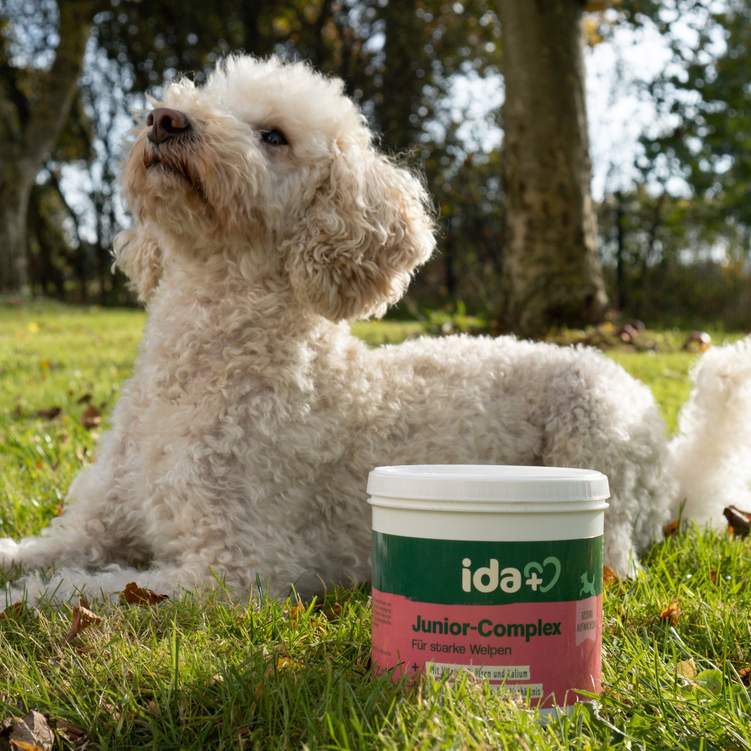 dog, pet, poodle, curly fur, supplement jar