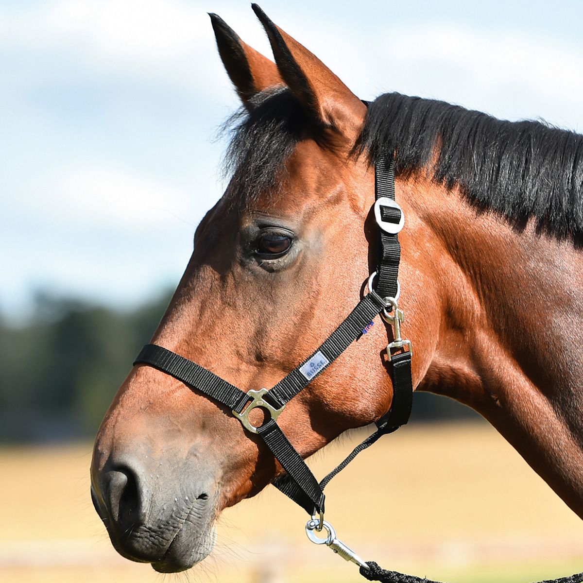 BUSSE Licol HANSA, Licol en sangle réglable pour chevaux, en utilisation