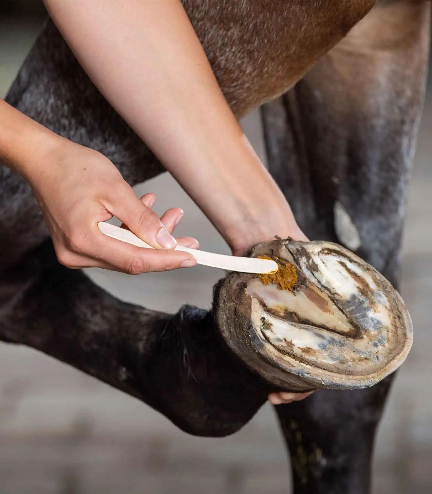Keralit Undercover Pâte de Soin pour Sabots, 235 g, Anti-Pourriture, en utilisation