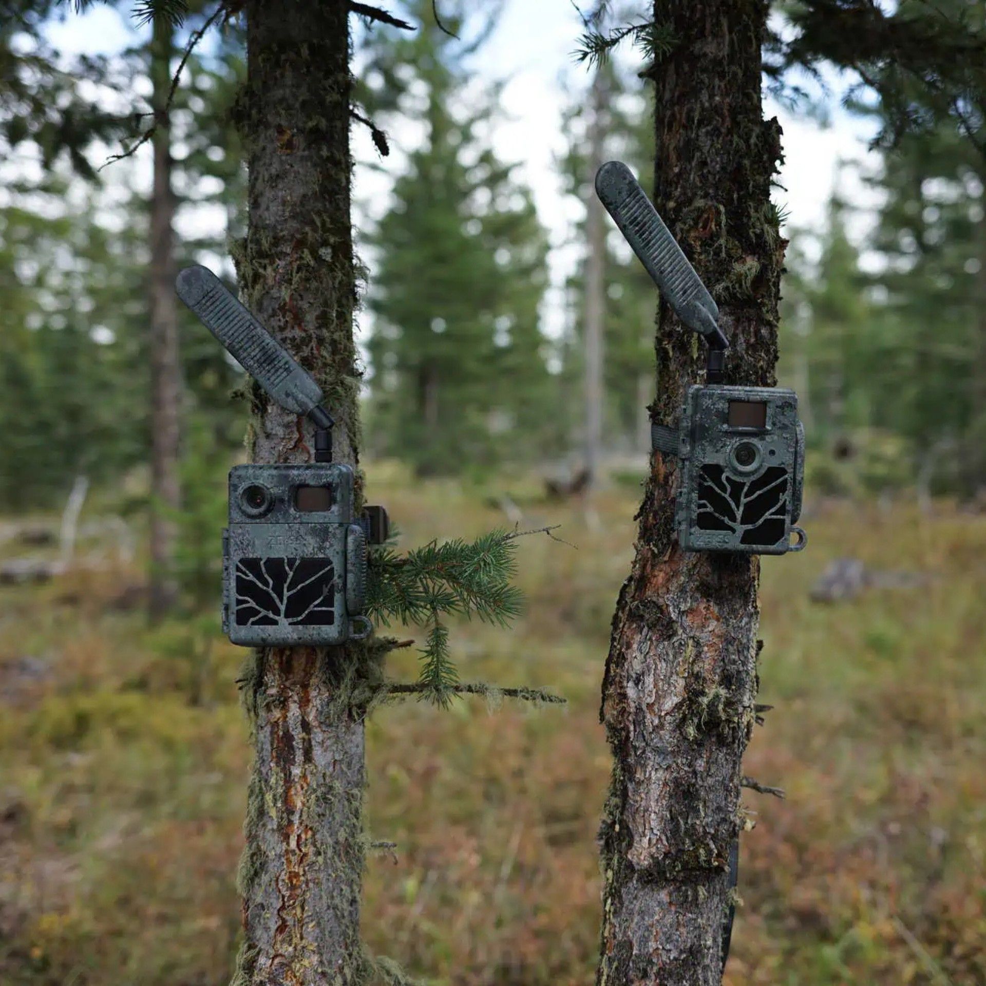 ZEISS Secacam 5 Wildkamera, LTE Fotofalle mit App-Anbindung, im Einsatz